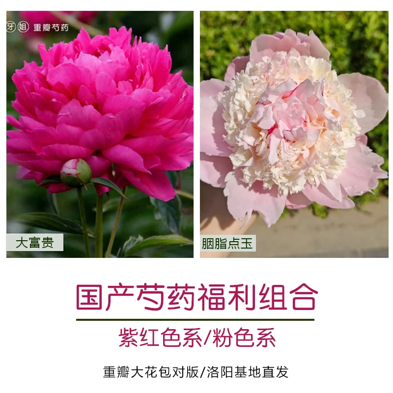 【2棵国产裸根芍药原株组合】大富贵+胭脂点玉