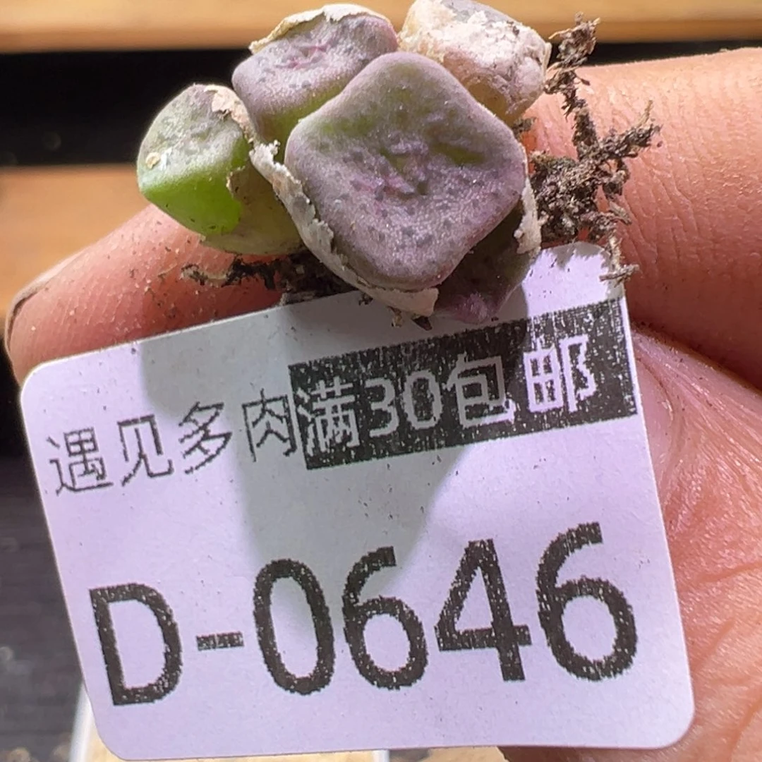 多肉植物1111111111