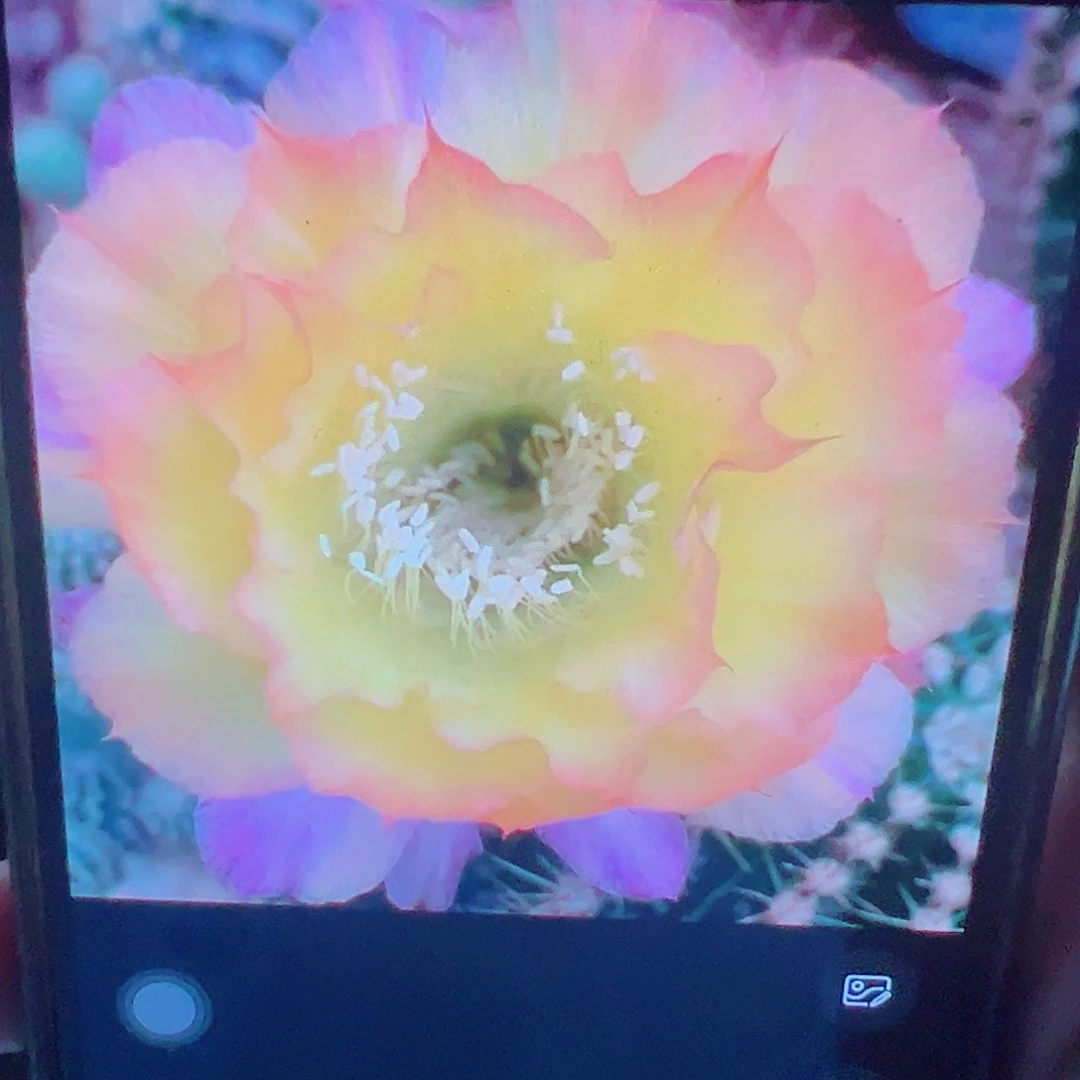 彩草 蔓藤花纹 侧芽 满20包邮