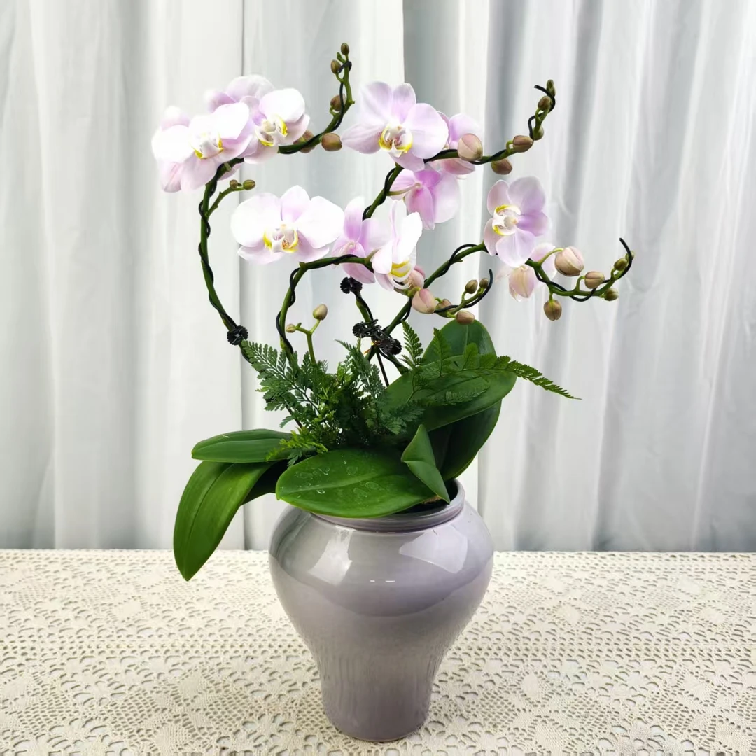 国华优选【优乐美】蝴蝶兰绿植花卉艺术高级盆栽植株很好养