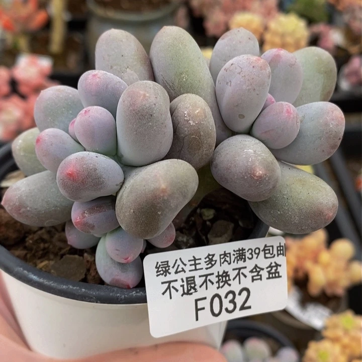 米可奶8cm032多肉植物