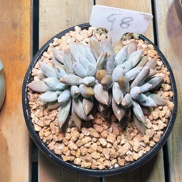 彩胖体哥特98号码牌子