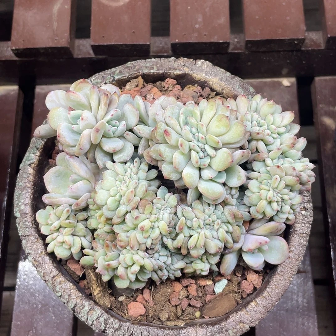 满天星星影缀化。