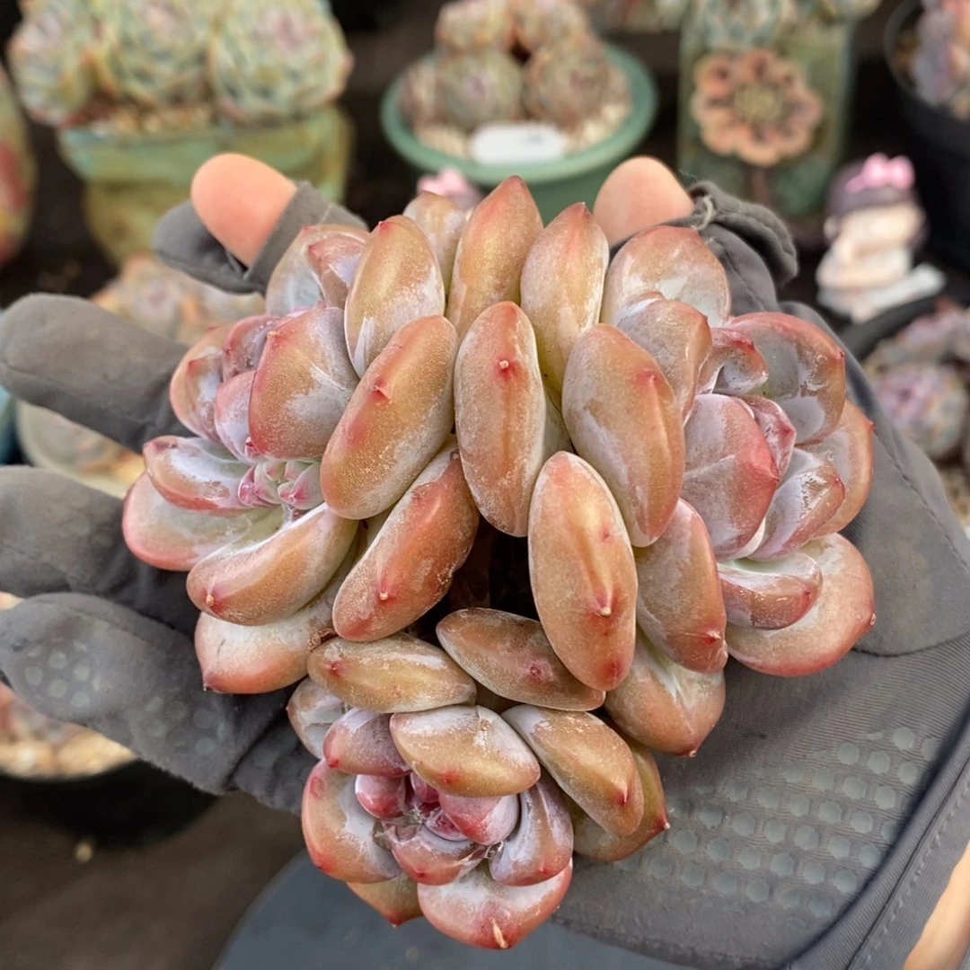 三头胖体脸朝上短圆肥