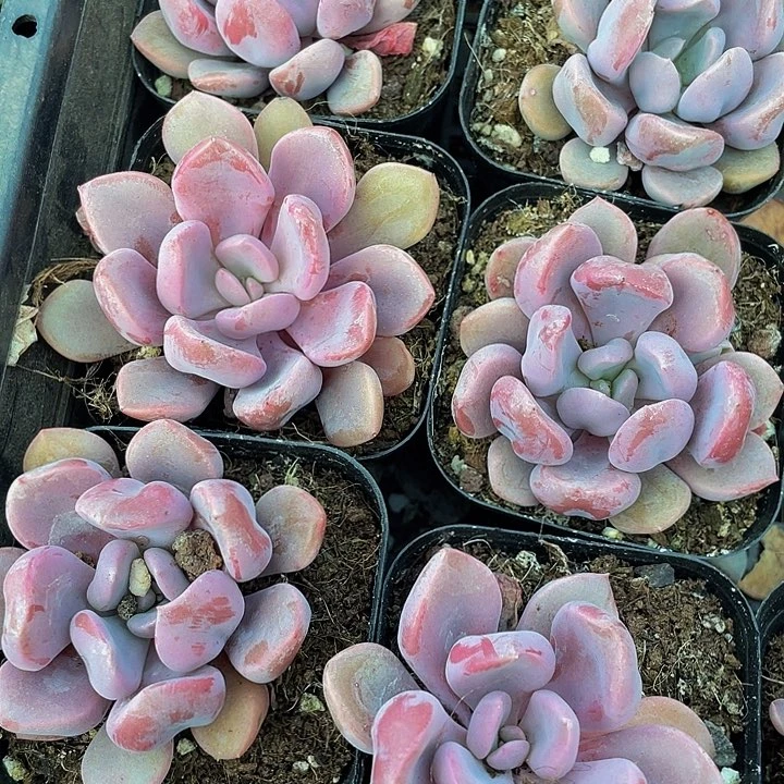 丘比特2.8带盆土