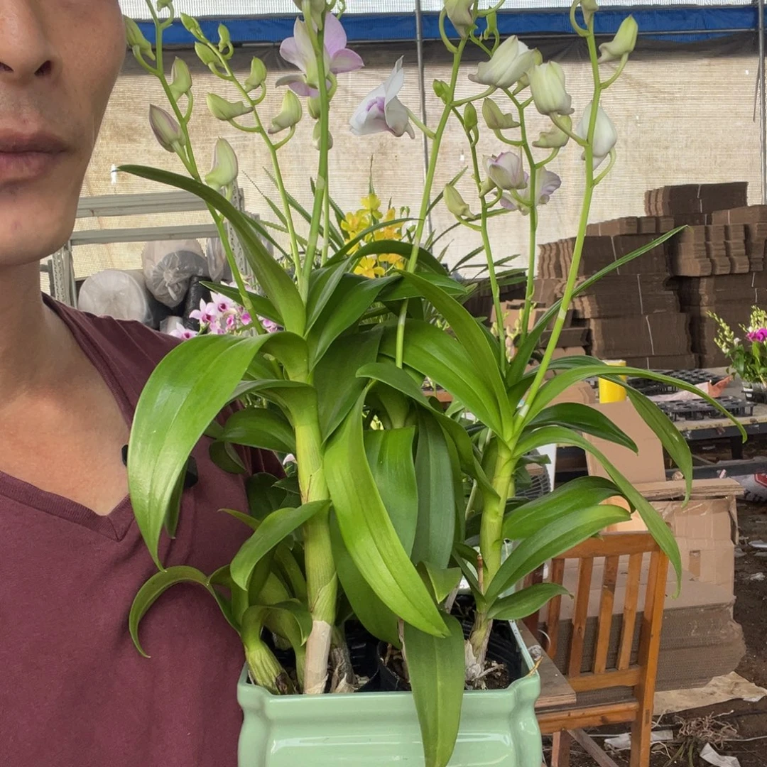冯***大部分花苞少量开放秋石斛8支花组盆