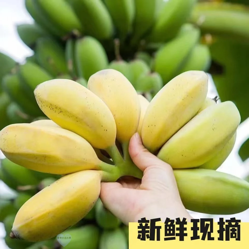 【苹果蕉】广东当季新鲜现摘苹果蕉粉蕉甜润软糯薄皮口感新鲜水果