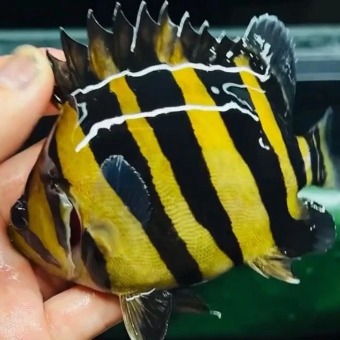 三纹四纹虎鱼水族活体观赏鱼