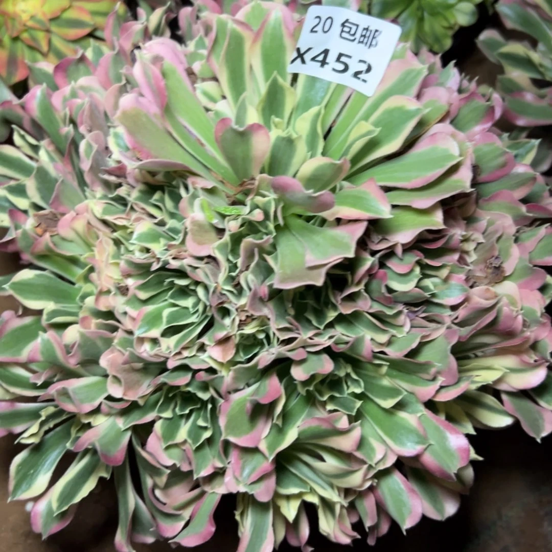 452白凤，满20包邮嘟叮熊