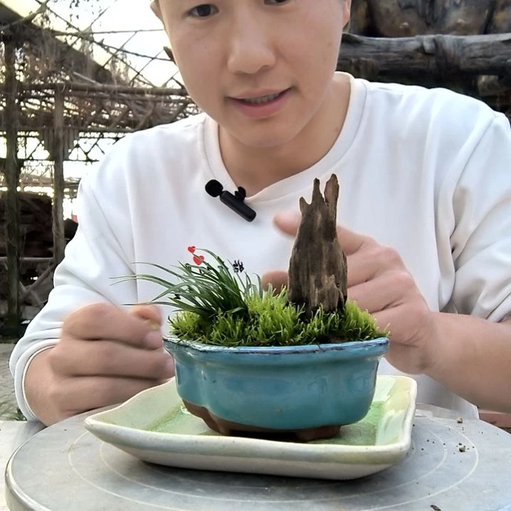 是**啊小盆景小植物一物一拍172