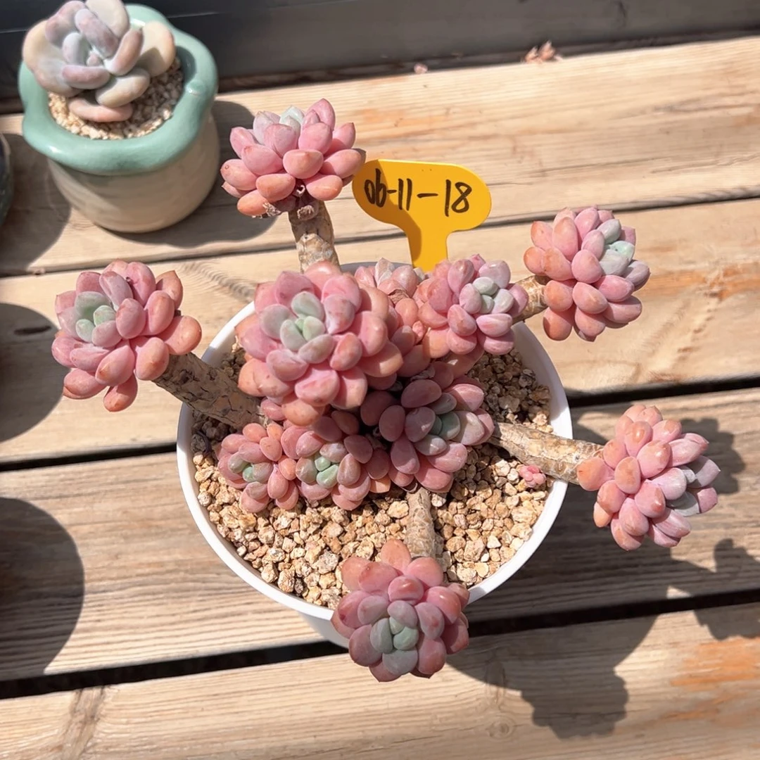 06-11-18白鹭多肉植物