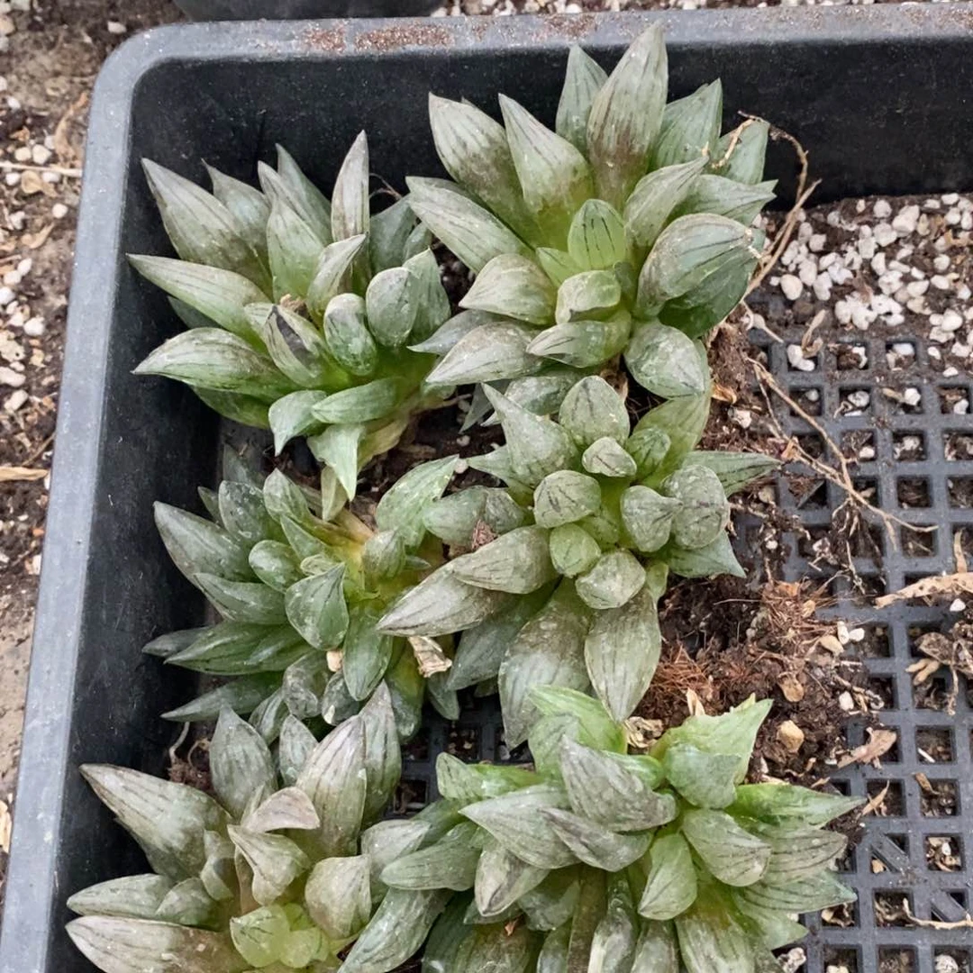 820 一颗西瓜寿 超级福利