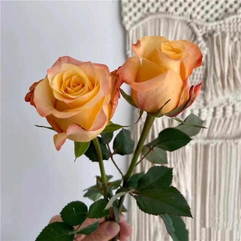 【油画蒙娜丽莎】精品玫瑰花苗月季盆栽绿植四季开花丰花卉月季花苗