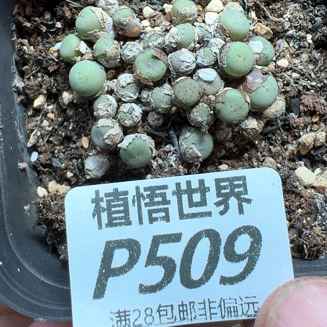 多肉植物的润泽地方
