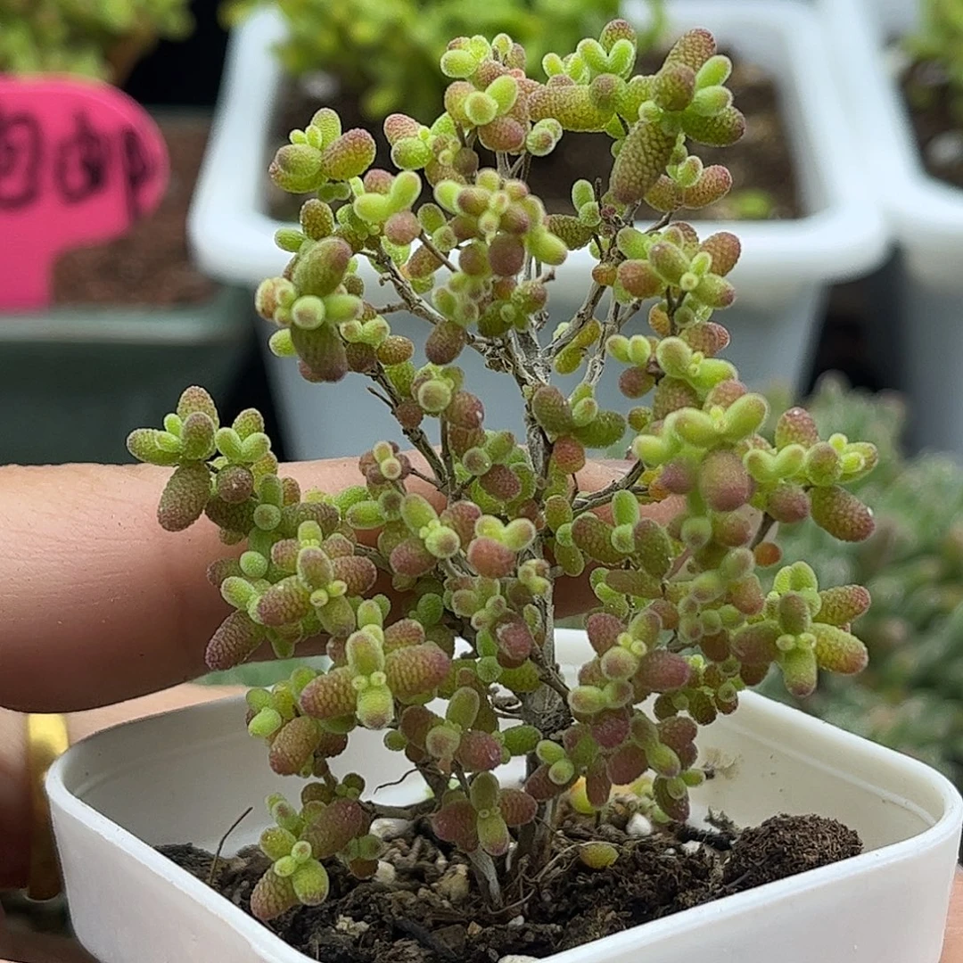 25蜜桔糖球优选枝干