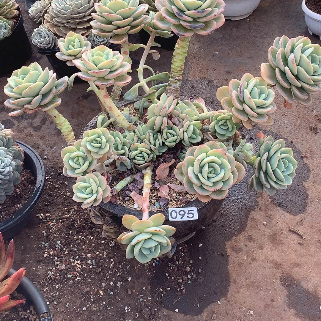 095柚子茶 一物一拍多肉