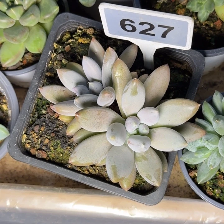 多肉植物彩胖体哥特627