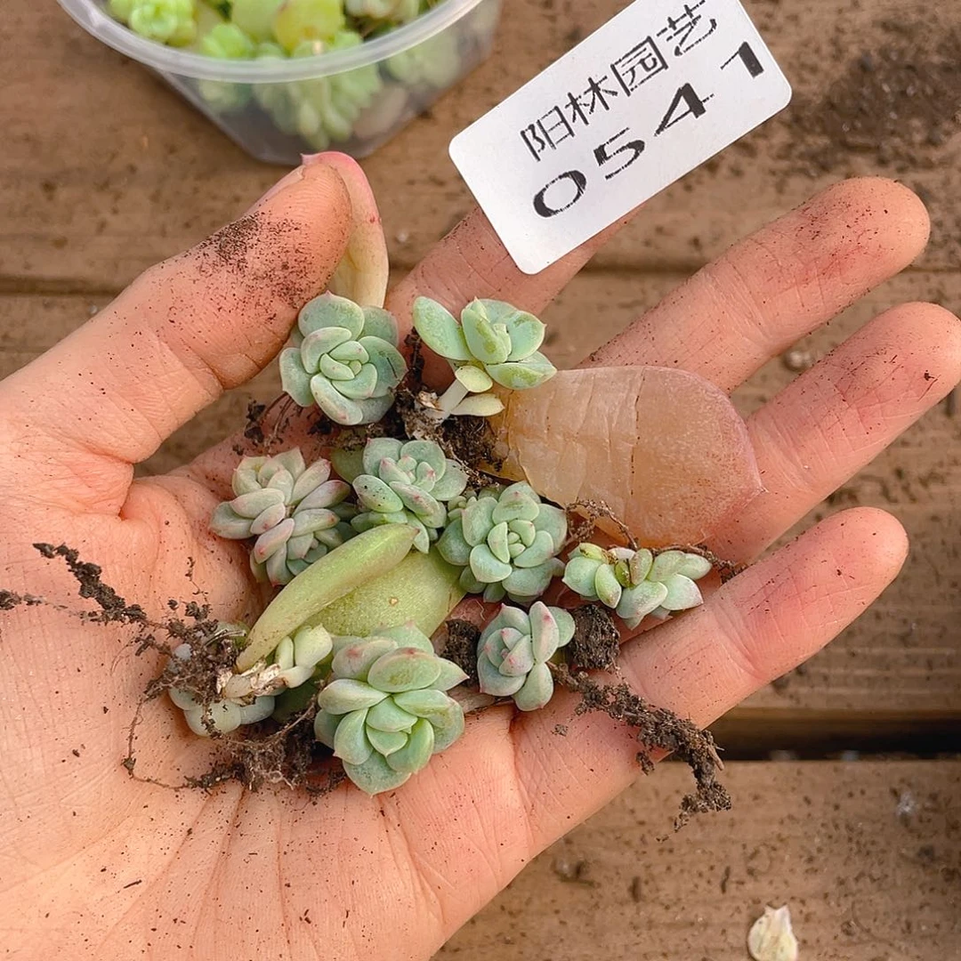 多肉植物多肉植物541