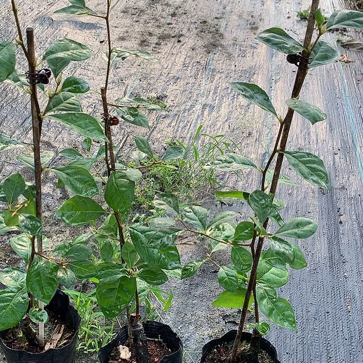 无花朵森之妖精嫁接苗35.8