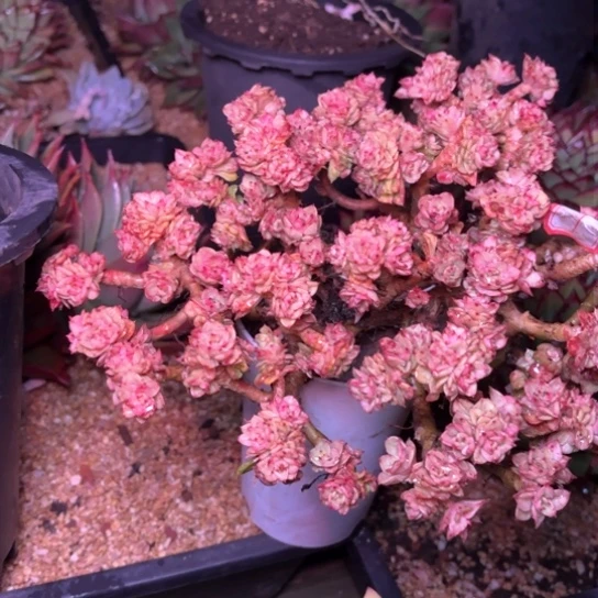 多肉植物的植物的