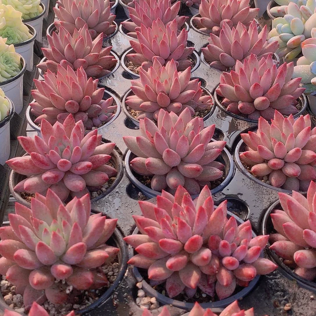 大号虞美人346789900000