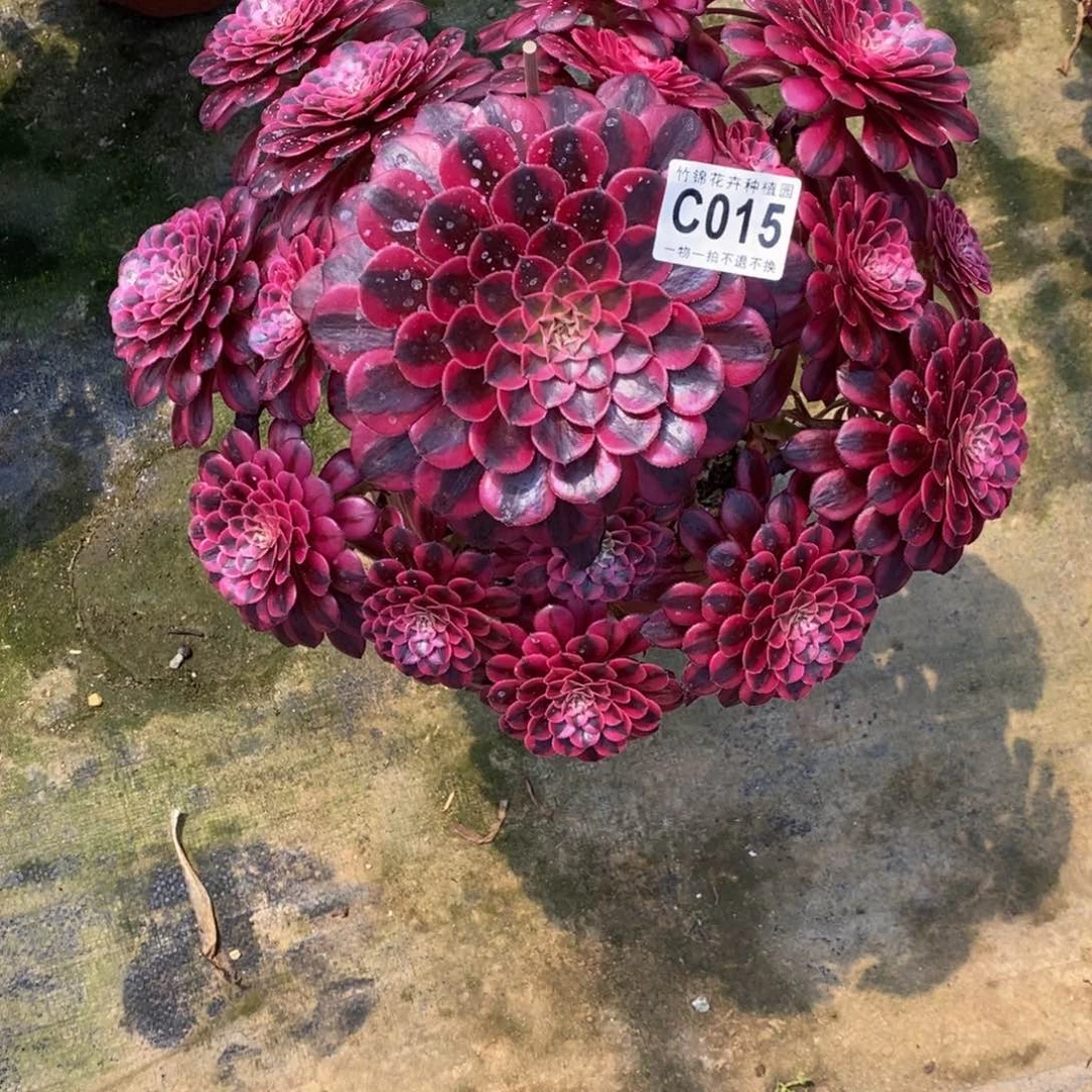 全部花朵015黑桐嫩桩一棵