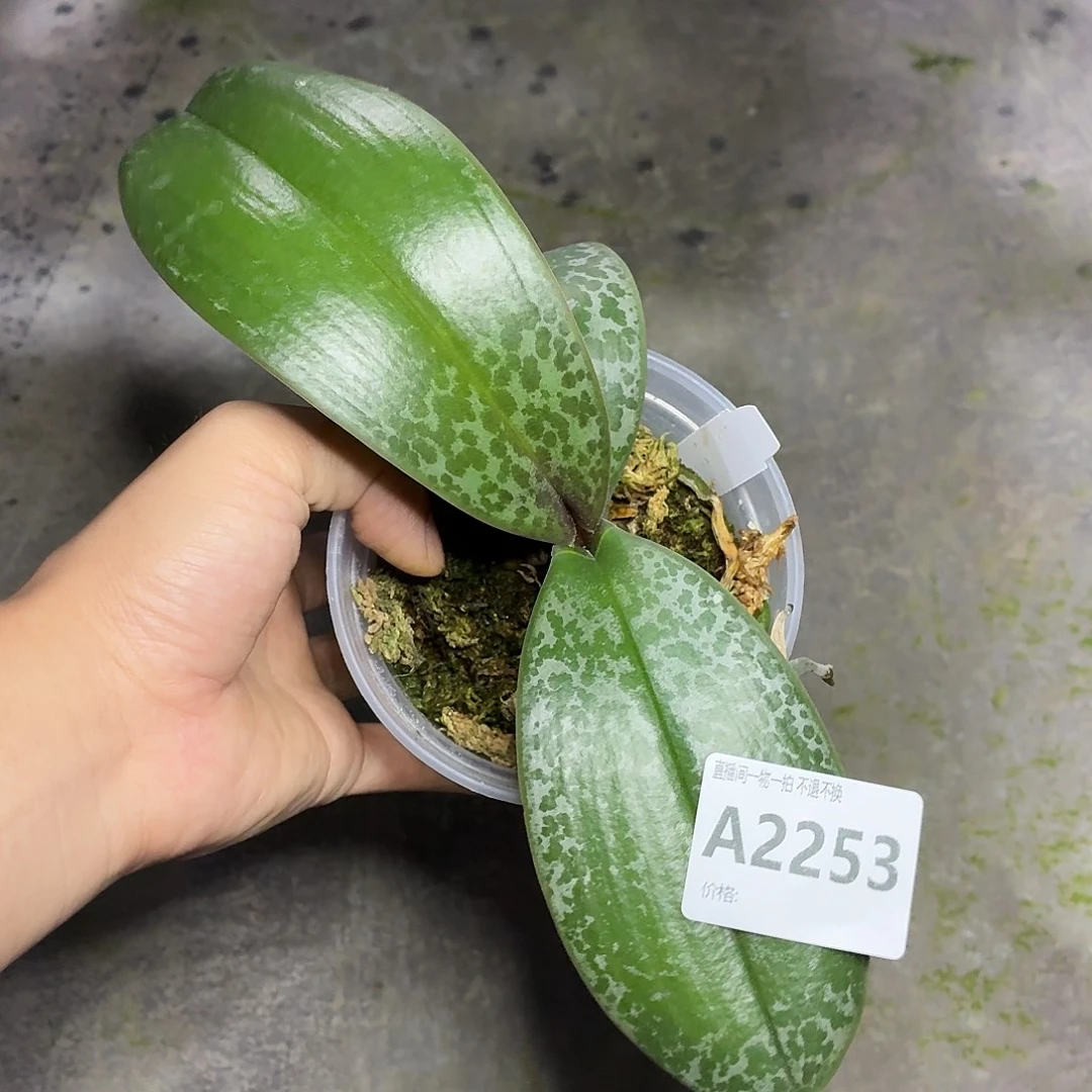 当前无花朵，栽培后可花朵A2253西交黄史yss1195