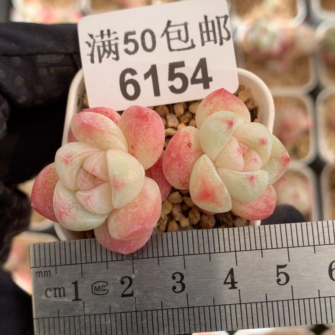 6154双头白底糖心冠服5