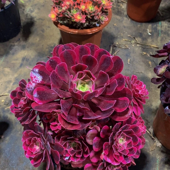 无花朵美杜莎00000000000