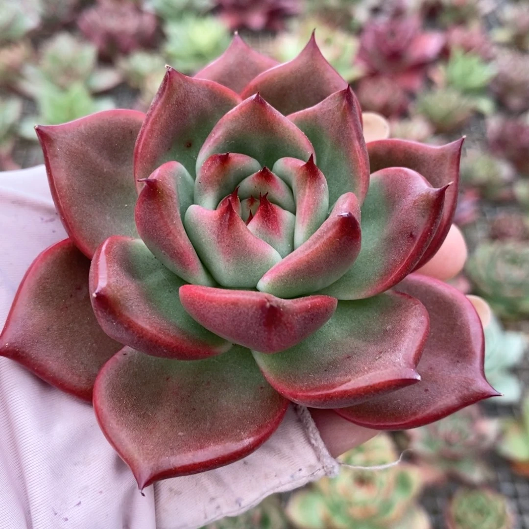 无花朵开播福利东云系