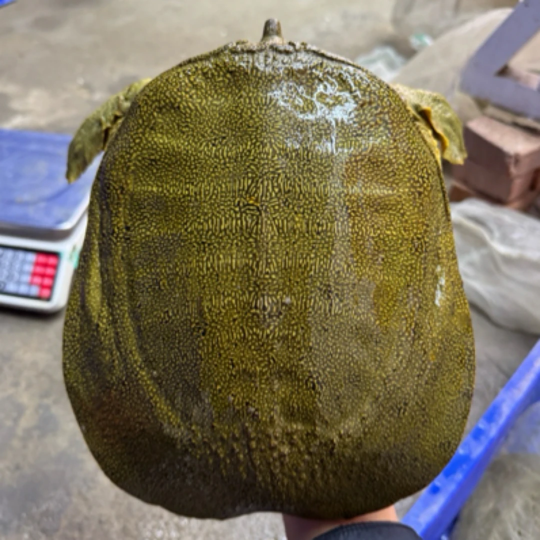 生态散养大王八鲜活老鳖食用水鱼青黄背王八批发活鲜王八批发甲鱼