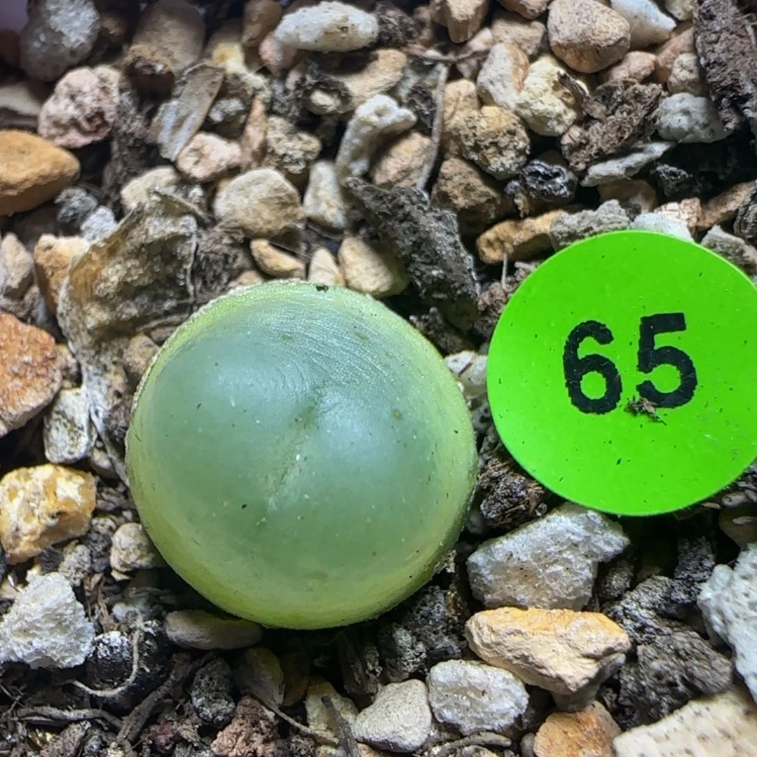 拉登1.3点多肉植物65