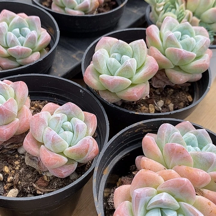 双头奶油福利多多