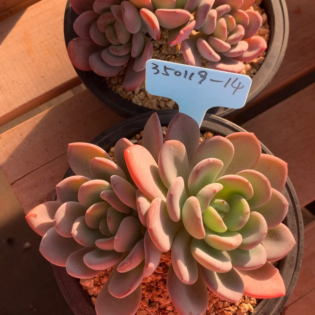 汐**?350119-14香橙2