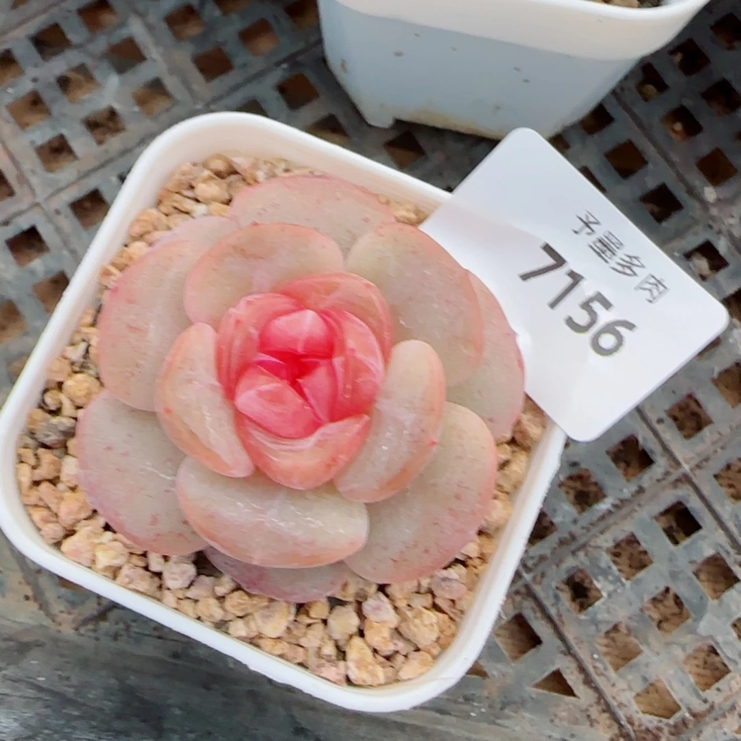 软糖，7156多肉植物