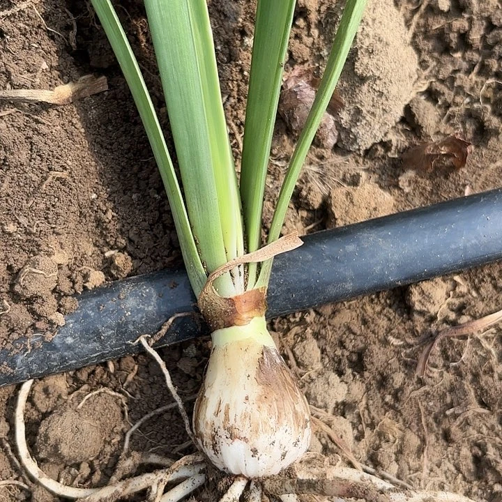 无花朵孤宝福利一号