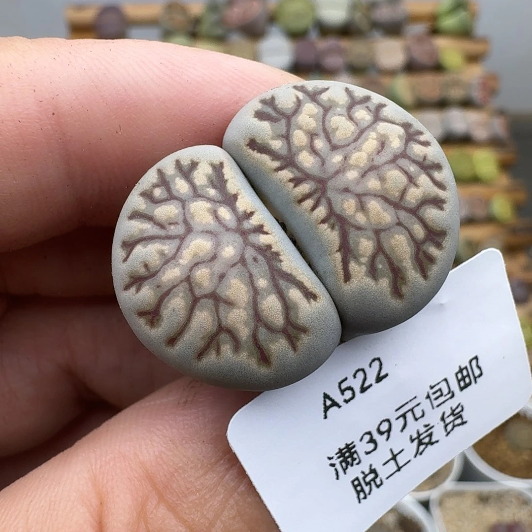 52/多人哈哈哈哈哈哈