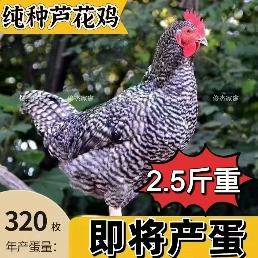 林间散养芦花鸡活鸡可当宠物鸡2.5左右发货 顺丰包邮
