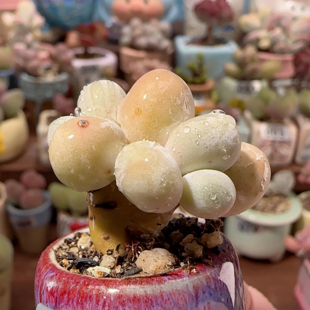 双头小蛋黄奶 盆口2.5cm