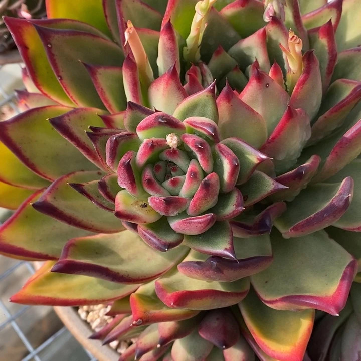 花****熊原始种东云B-25.2.17