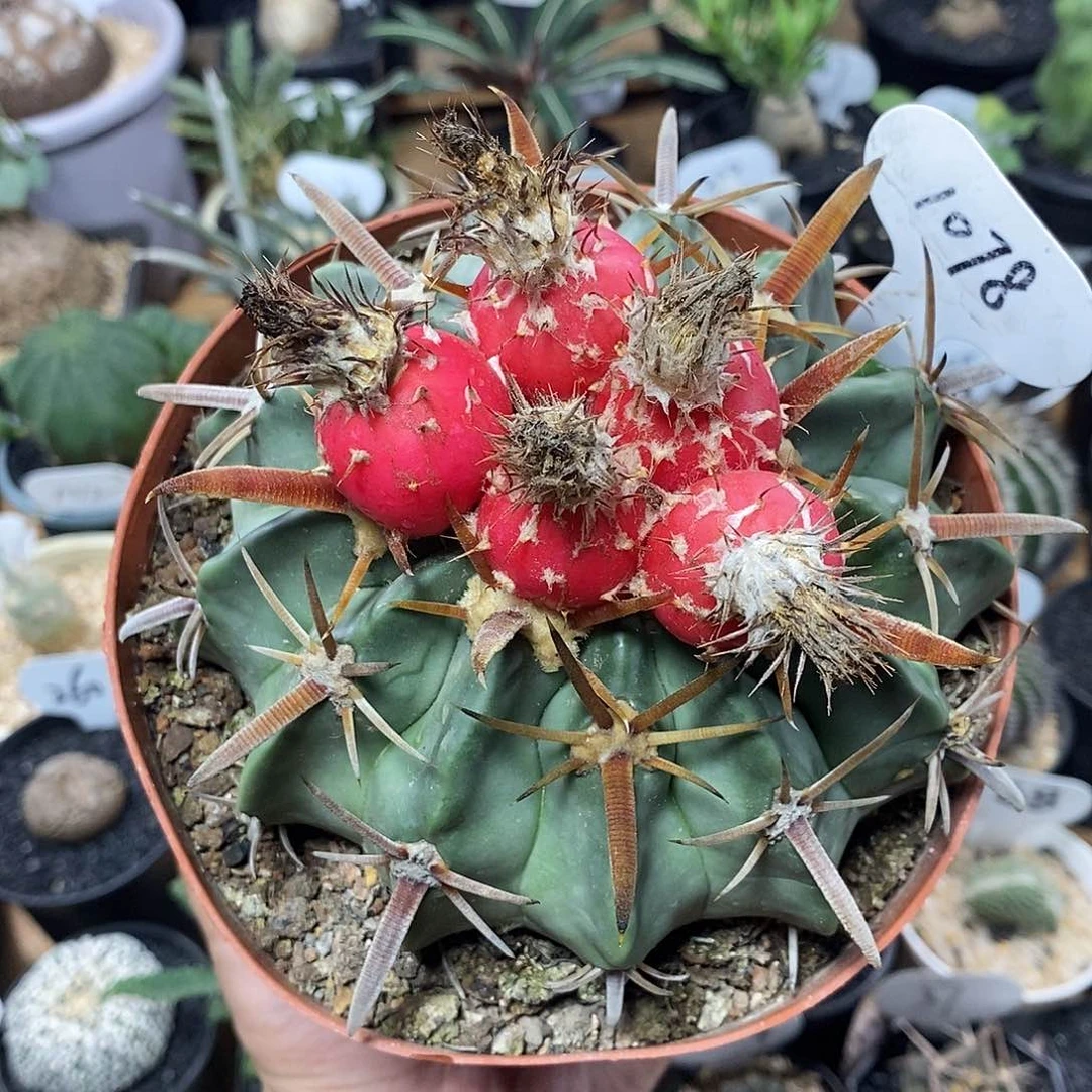 噢*！专拍1078号剑锋凌波