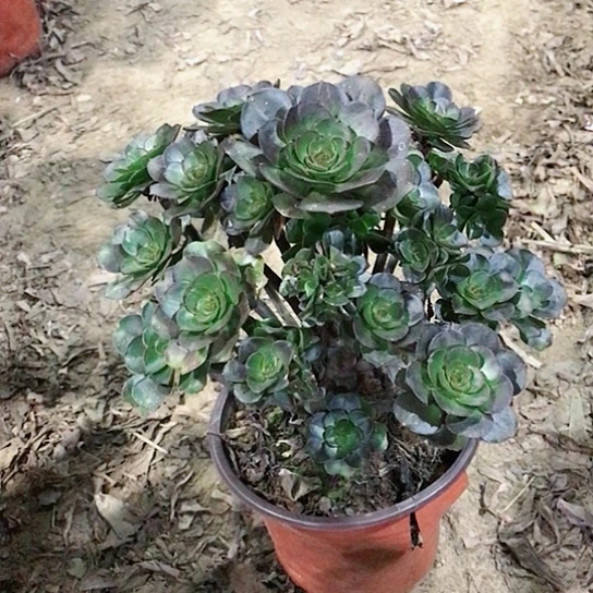 曙***光圆叶玫瑰小朵朵0000043