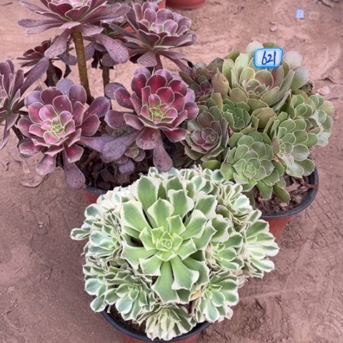 621多肉植物组合，