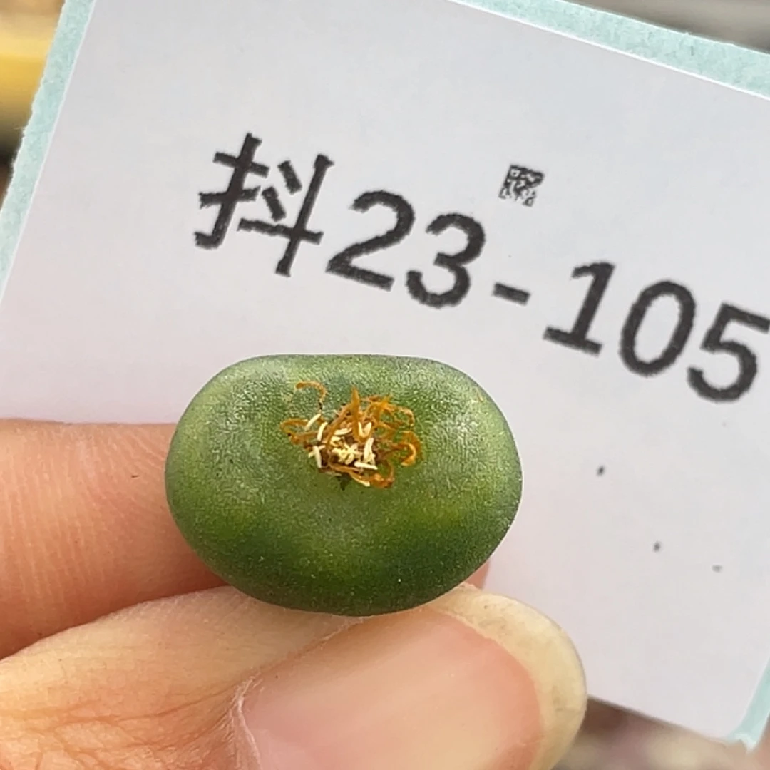23-105水晶鞋多肉植物