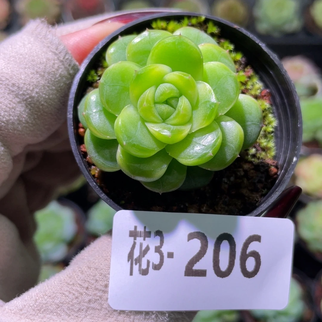 花利美3-206新品珍妮