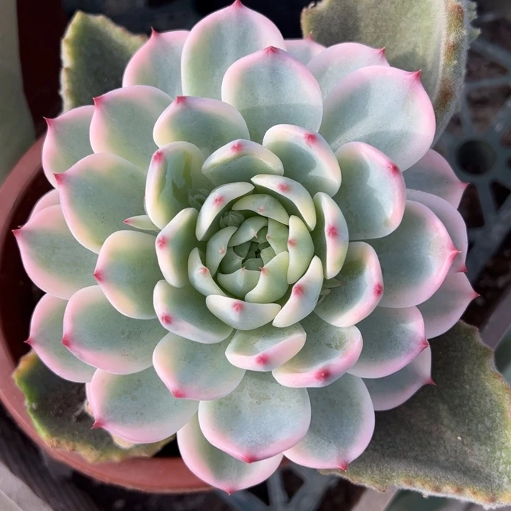 吉娃娃锦一物一拍锦龙