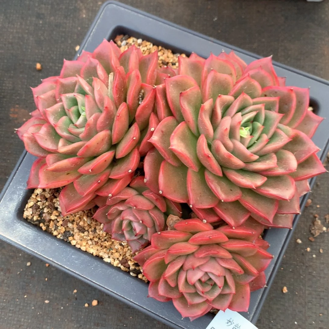 5775瑕疵不售后特价处理