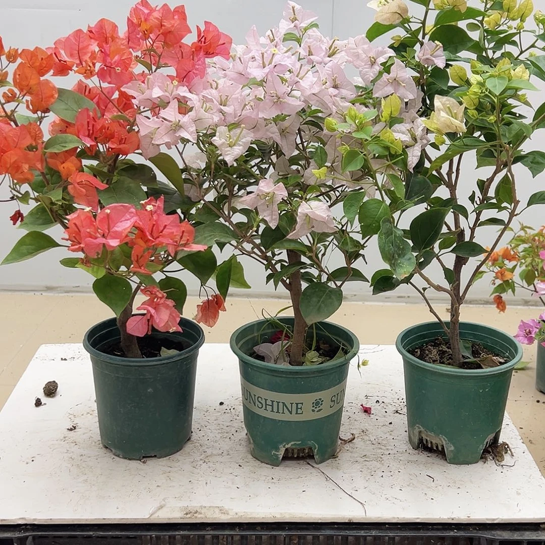 大部分花苞少量开放波妹，苹果花，奶油