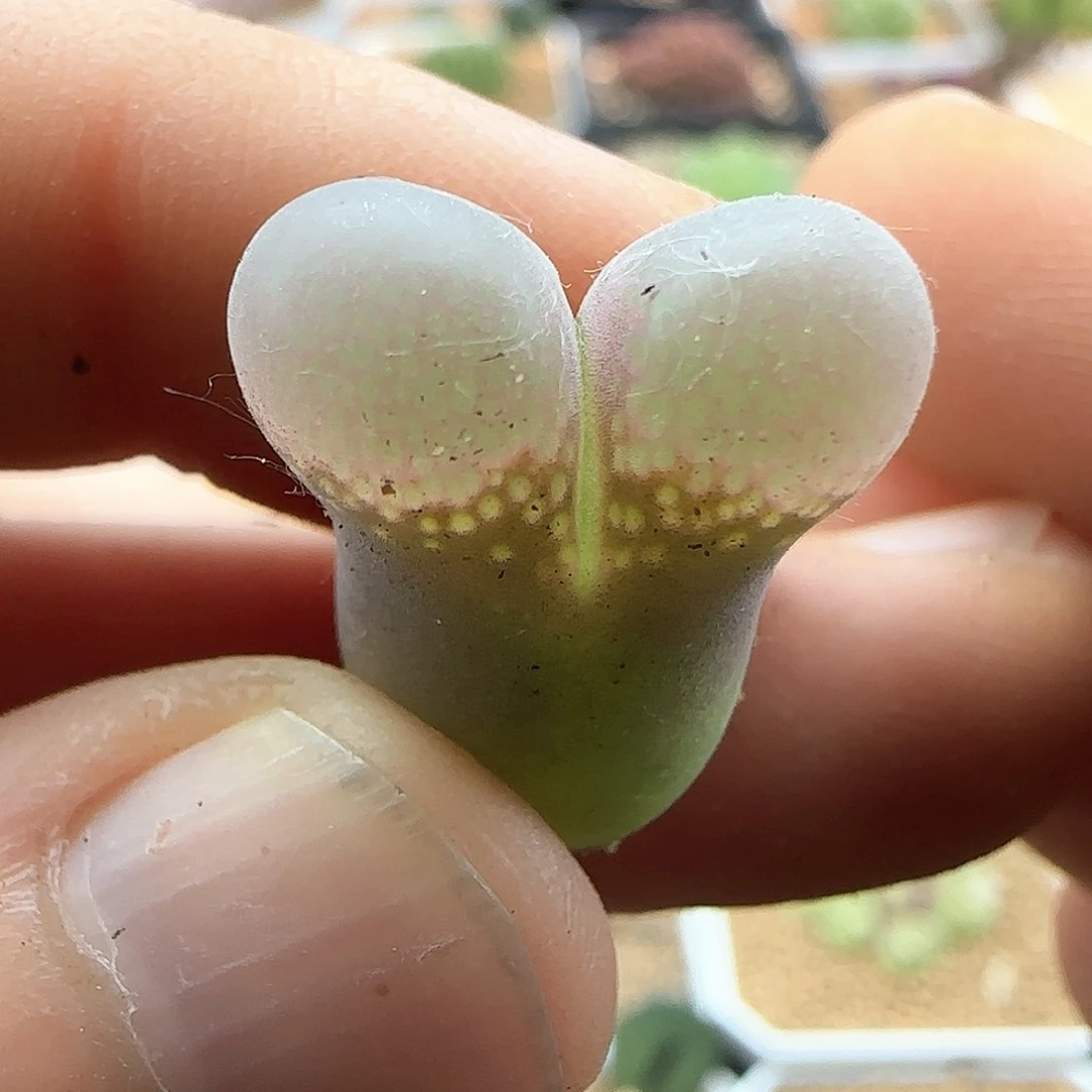 西***卡哈哈哈哈哈哈哈哈41094