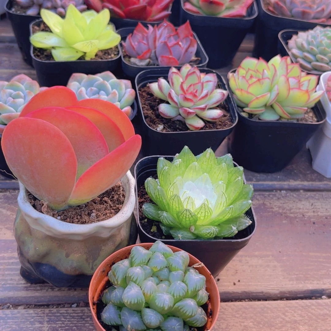 唐印  宝莲灯  姬玉露